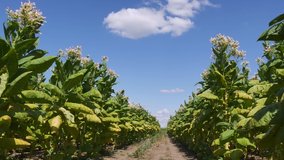 Blossoming green tobacco plants in field with blue sky and clouds, harvest time