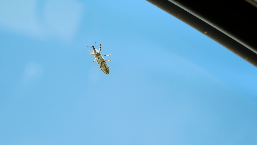 Bug flying away from a car window. Nice blue sky on the background.