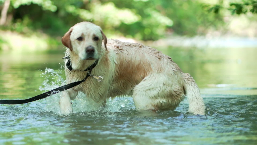 Wet dog in water at summer, slow motion. Adult labrador bathes in river and enjoys nature. Funny animal.