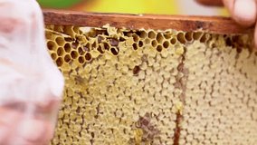 Beekeeper cutting a section of fresh honey comb off a wooden frame straight from the hive in a close up view on the comb and his hands
