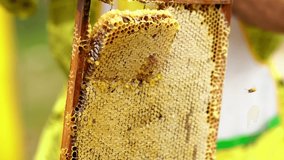 Beekeeper removing a portion of fresh honey comb from a wooden tray or rack with his gloved hand ready for sale at an outdoor market in a close up view