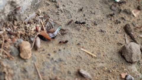 ants running close up footage