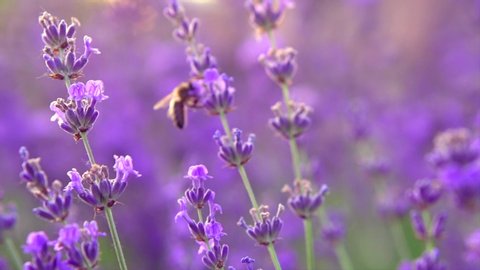 Honey Bee working on fragrant Lavender flower. Honeybee on Growing Lavender Flowers field closeup. Macro. Slow motion 240 fps. Blooming Violet fragrant lavender flowers close up. 4K UHD