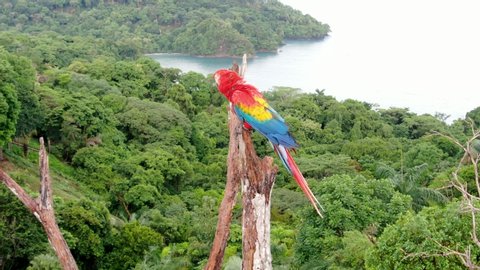 Close up shot of a Scarlet Macaw parrot bird standing on a tree branch with the dense tropical rain forest at Manuel Antonio National Park, Costa Rica