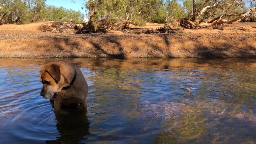 The Pups playing in the Yule River, Western Australia.