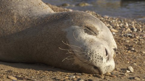 Human friendly mediterranean monk seal monachus monachus sleeping on the beach close up to the face.