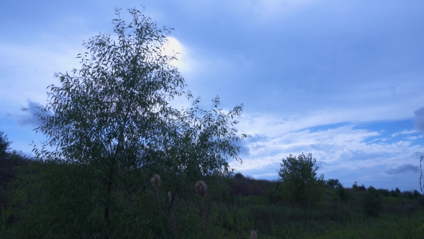 Time lapse of tree in a valley of tall grass with clouds overhead
