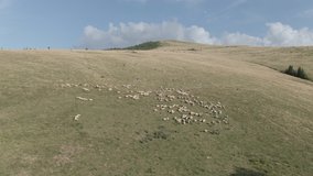 Shooting with an entire herd of sheep in a mountainous area
