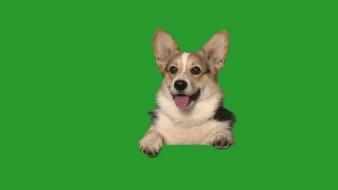 welsh corgi peeks out and looks carefully on a green screen