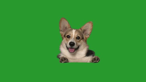 welsh corgi peeks out and looks carefully on a green screen