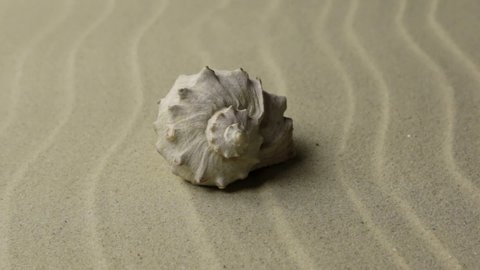 Zoom, approximation seashell on the sand dunes.