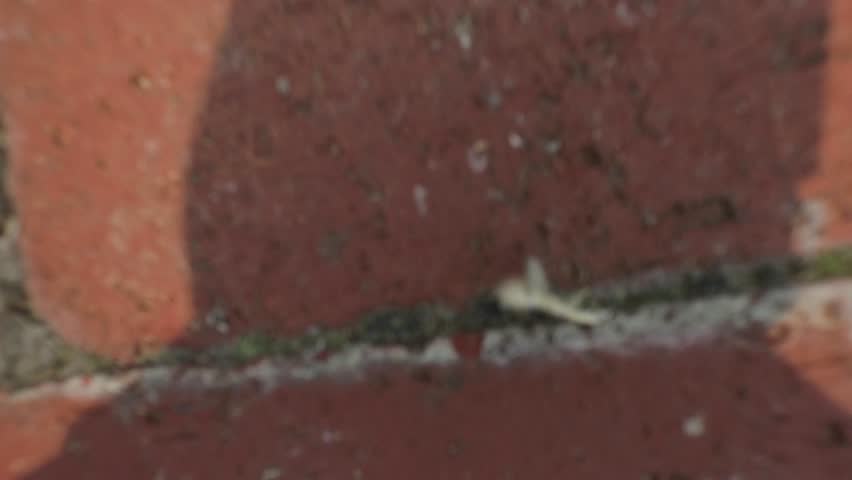 A creative aerial shot beginning close to the bricks by a pool and zooming out until the entire farmhouse is viewable.