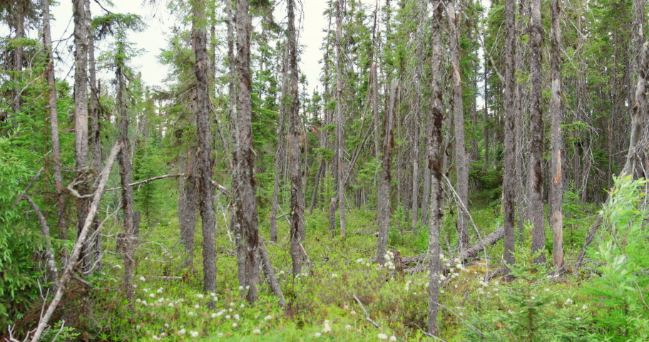 Black spruce forest  