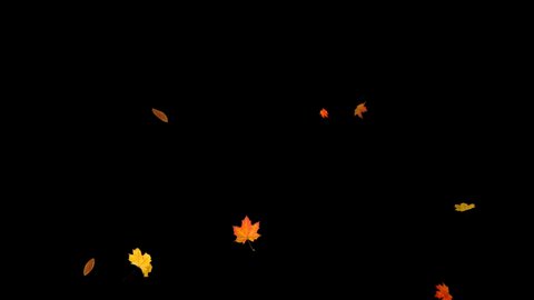 Falling autumn maple leaves realistic.3D rendering.Element footage on black background.Fall Animation start to end.Easy to use and change color.This work have alpha.