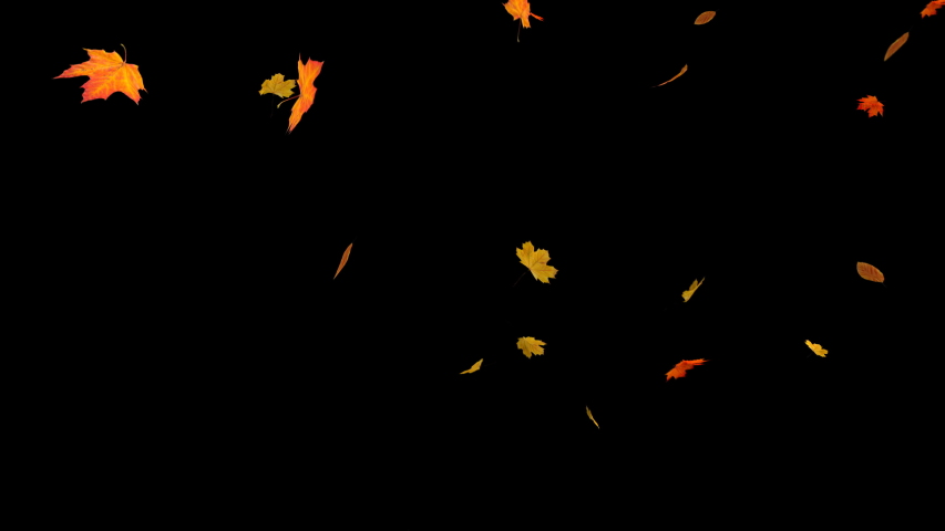 Falling autumn maple leaves realistic.3D rendering.Element footage on black background.Fall loop Animation .Easy to use and change color.This work have alpha. Royalty-Free Stock Footage #1036239110
