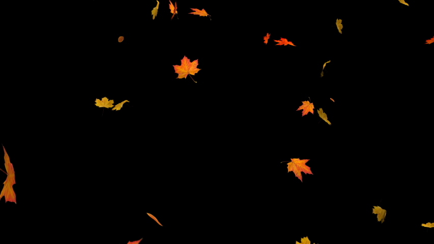 Falling autumn maple leaves realistic.3D rendering.Element footage on black background.Fall loop Animation .Easy to use and change color.This work have alpha.