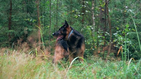 Dog playing outdoor. German shepherd dog. Close up. Steadicam slow motion footage. Amazing forest.