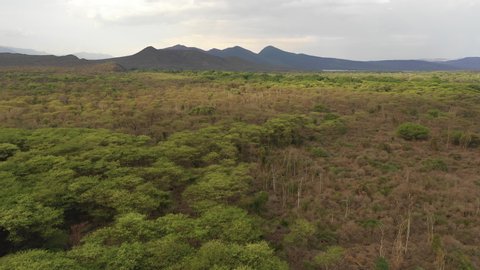Drone flight of Nechisar national park and forest in dry season, scenic natural landscape Ethiopia

