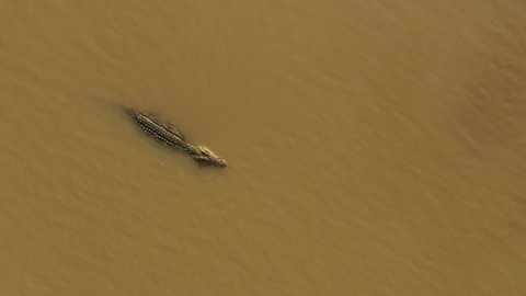 Overhead drone shot of crocodile resting in Chamo Lake, wildlife and nature in Ethiopia Africa
