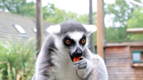 Ring-tailed lemurs (Lemur catta) feeding outdoors in a wildlife park in Uk. This primate is one of the most recognised lemur due to its long, black and white ringed tail. 