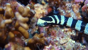 Close-up. Banded sea krait lies motionless on a stone. Her eyes and face are clearly visible. Philippines. Anilao