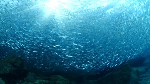 underwater photographer takes photos of silverside fish school underwater fish bait ocean scenery backgrounds
