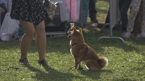 Young woman with shiba inu dog in a park. Training a dog video. Girl playing with her dog