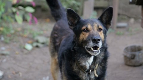 angry dog with naked teeth, frantic dog