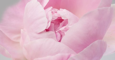 Beautiful pink Peony background. Blooming peony flower open, time lapse, close-up. Wedding backdrop, easter, spring, Valentine's Day concept. 4K UHD video timelapse