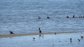 HD Video of many sandpipers, terns, cormorants and gulls foraging for food in the shallow coastal waters and along shore. 