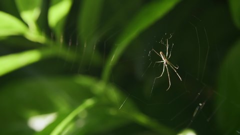 Spider in ambush on web in bright sun light, green plants on background