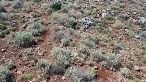 Aerial video view from drone on low-altitude flight of natural steppe vegetation on Platiskinos mountain range on Korikos peninsula. Camera looks down.  Dimos Kissamou, Chania prefecture, Crete, Greec