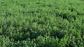 Alfalfa grows on a farm field. background video.