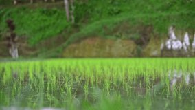 background view magnificent nature green rice terraces hills in asia, among jungle. young rice growing water according to environmental american business standard agriculture health farm