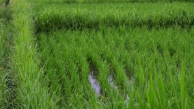 background view new green field healthy rice in summer. business agriculture health farm control plant industry in thailand or vietnam. vegan asia grow vegetable cereal leaf 