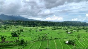 background view asia valley in Indonesia where rice plantation are cultivated, behind the agung volcano. panoramic video on green fields with light buildings, 4k
