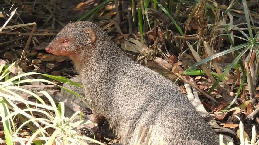 mongoose hd