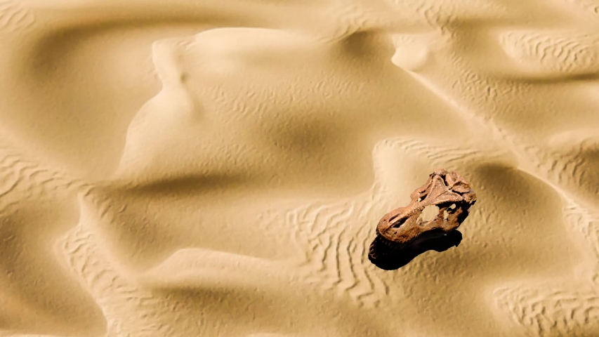 footage clip  of  shaking dinosaur
 skulls on sand frame for wording.