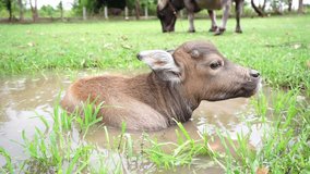 Footage baby buffalo is soaked in mud