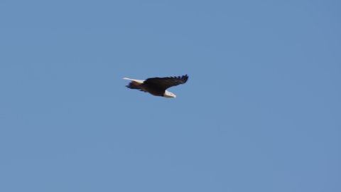 An American Bald Eagle flies isolated in a bright blue sky. National Symbol of Patriotic Freedom for the United States of America