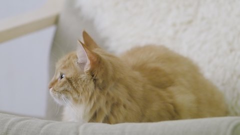 Cute ginger cat dozing on beige chair. Close up slow motion footage of fluffy pet.