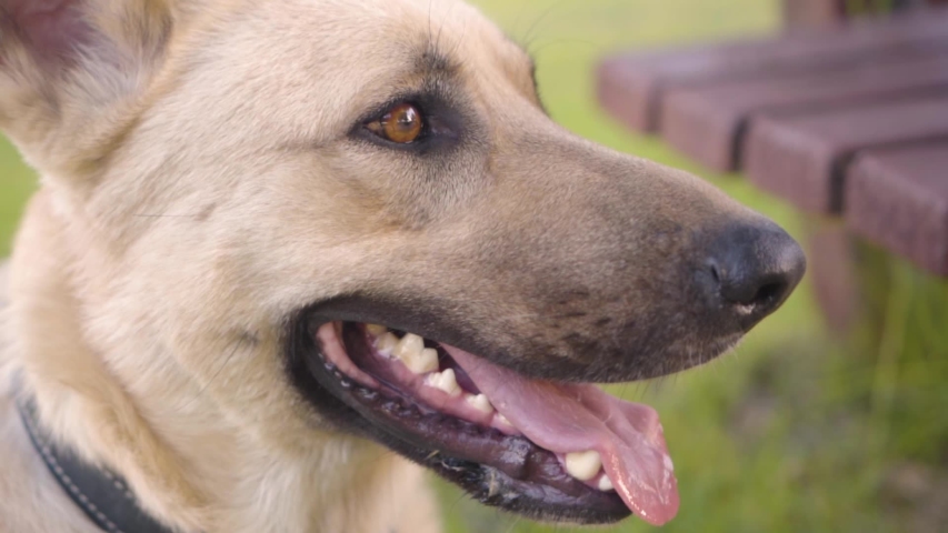 Close up of a dog breathing in the park