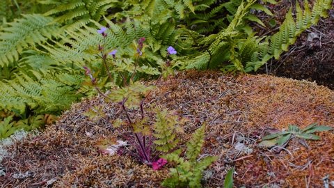 Wood cranesbill and ferns in same clip. Light wind going over ground and plants.