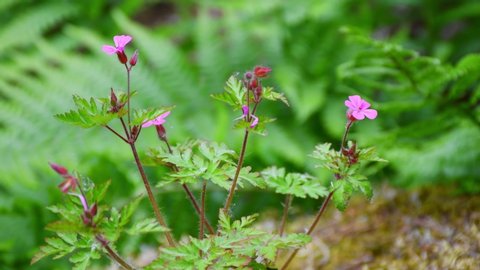Small wood cranesbill shaking in light wind at green forest area.