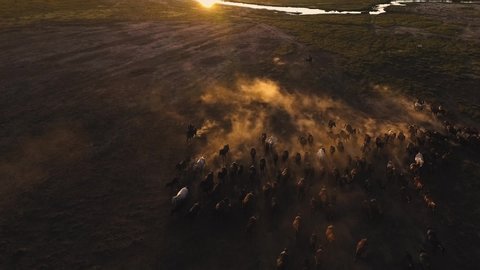 horses running in herd in Kayseri, Turkey