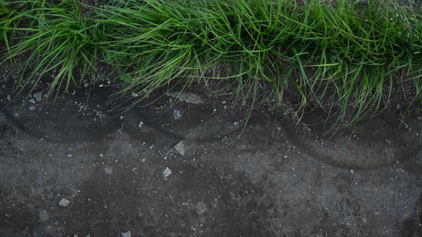 Blowing Grass Make Pattern on The edge of dirt Trail