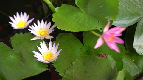 Water lily has rhizomes and flows underground. And send the flowers to the surface There are beautiful flowers to watch throughout the year. Late in the morning and afternoon.