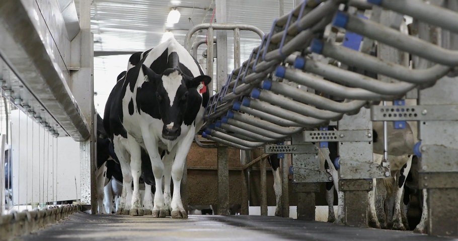 Dairy Farm Management Stock Video Footage - 4k And Hd Video Clips 