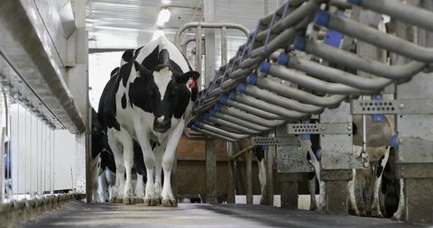 Curious holstein dairy cow enters a milking parlor waiting to be milked. High production dairy farm facility. Parallel parlor.
