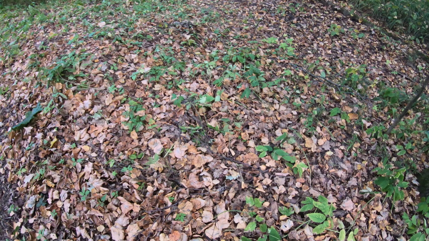 grass ringed water snake Natrix. A young reptile hiding under foliage